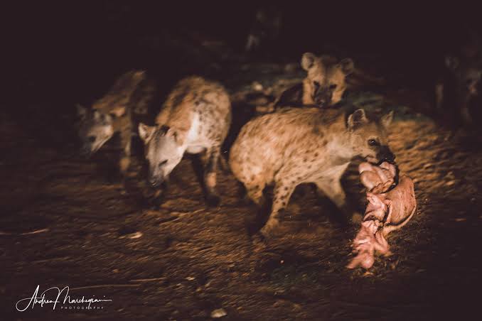 Spotted hyena approaching in the lantern light