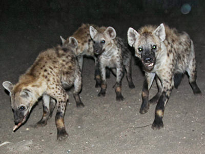 Hyenas gathering at the Harar feeding site