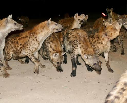A hyena taking meat from a stick