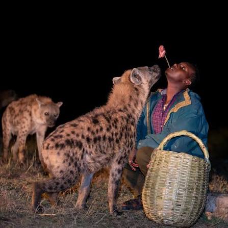 Handler holding a woven basket of meat for the hyenas