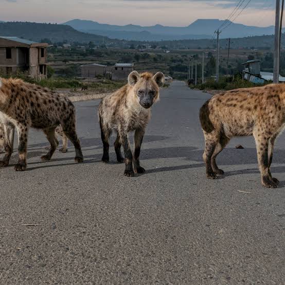 Guest holding a stick to offer meat to a hyena
