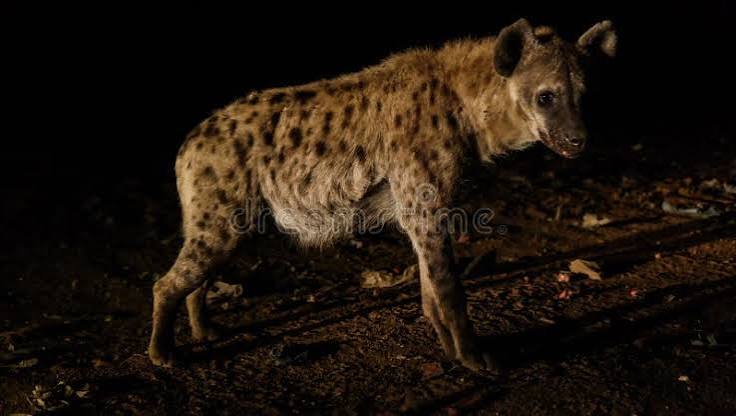 Hyena caught in torchlight at the walls of Jugol